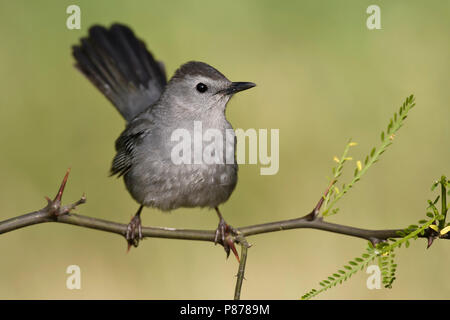 Graues Catbird Stockfoto