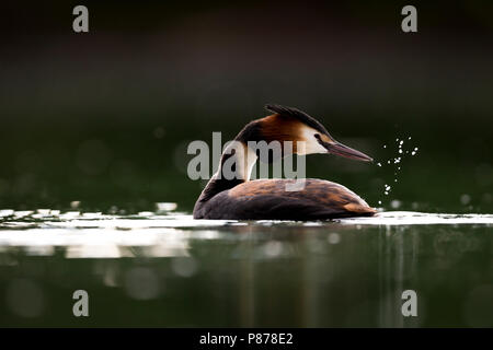 Haubentaucher - Haubentaucher - Podiceps cristatus ssp. cristatus, Deutschland, Erwachsene Stockfoto