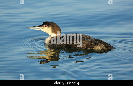 Nach Great Northern Diver (Gavia Immer) im Winter Gefieder Überwinterung in Bodega Bay, California, United States Stockfoto