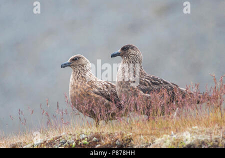 Great Skua - Skua - catharacta Skua, Island, Erwachsene Stockfoto