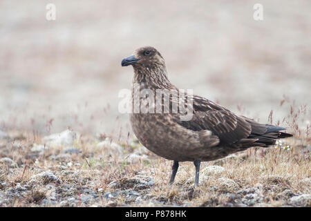 Great Skua - Skua - catharacta Skua, Island, Erwachsene Stockfoto