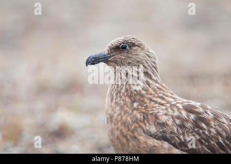 Great Skua - Skua - catharacta Skua, Island, Erwachsene Stockfoto