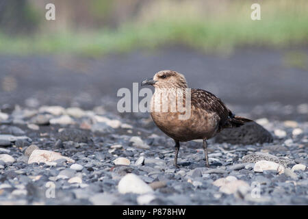 Great Skua - Skua - catharacta Skua, Island, Erwachsene Stockfoto