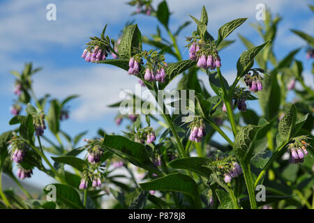 Lila gemeinsame Beinwell Blumen an der North Connel Schottland Großbritannien neben der Oban Airport Stockfoto