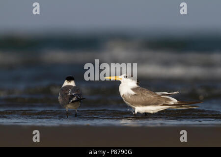 Mehr Crested Tern-Eilseeschwalbe-Thalasseus bergii Velox, Oman, Erwachsene Stockfoto