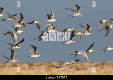 Mehr Crested Tern-Eilseeschwalbe-Thalasseus bergii Velox, Oman, mit Raubseeschwalbe Stockfoto