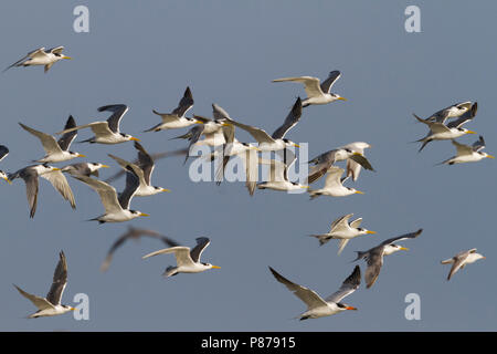 Mehr Crested Tern-Eilseeschwalbe-Thalasseus bergii Velox, Oman, mit Raubseeschwalbe Stockfoto