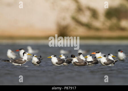 Mehr Crested Tern-Eilseeschwalbe-Thalasseus bergii Velox, Oman, mit Raubseeschwalbe Stockfoto
