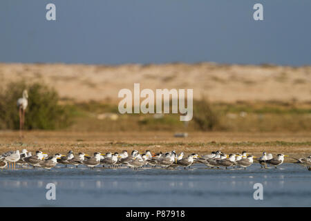 Mehr Crested Tern-Eilseeschwalbe-Thalasseus bergii Velox, Oman Stockfoto