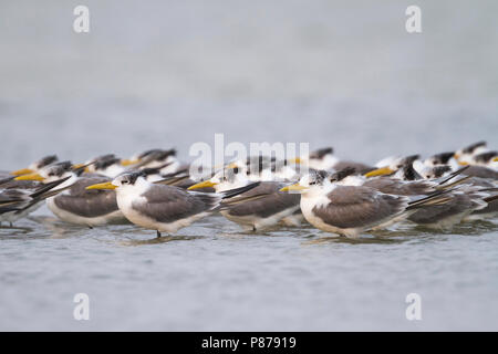 Mehr Crested Tern-Eilseeschwalbe-Thalasseus bergii Velox, Oman Stockfoto