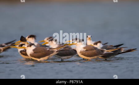 Mehr Crested Tern-Eilseeschwalbe-Thalasseus bergii Velox, Oman Stockfoto