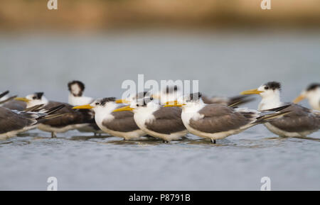 Mehr Crested Tern-Eilseeschwalbe-Thalasseus bergii Velox, Oman Stockfoto