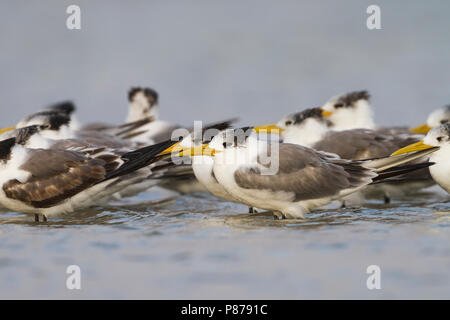 Mehr Crested Tern-Eilseeschwalbe-Thalasseus bergii Velox, Oman Stockfoto