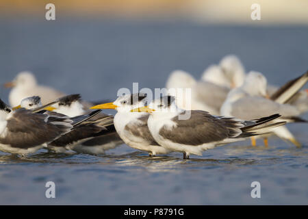 Mehr Crested Tern-Eilseeschwalbe-Thalasseus bergii Velox, Oman Stockfoto