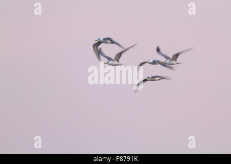 Mehr Crested Tern-Eilseeschwalbe-Thalasseus bergii Velox, Oman Stockfoto