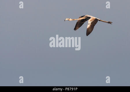 Mehr Flamingo - rosaflamingo - Phoenicopterus roseus, Frankreich, 1. cy im Flug Stockfoto