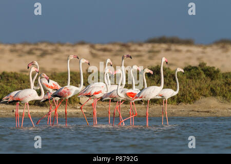 Mehr Flamingo - rosaflamingo - Phoenicopterus roseus, Oman Stockfoto