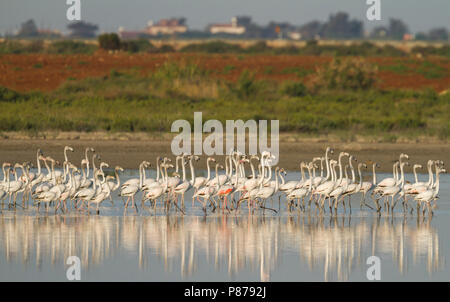 Mehr Flamingo - rosaflamingo - Phoenicopterus roseus, Oman Stockfoto