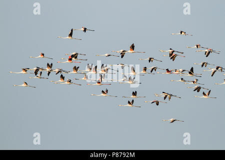 Mehr Flamingo - rosaflamingo - Phoenicopterus roseus, Oman Stockfoto