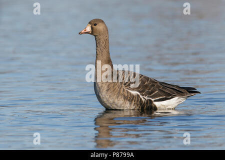 Nach Colusa Co., CA Dezember 2012 Stockfoto