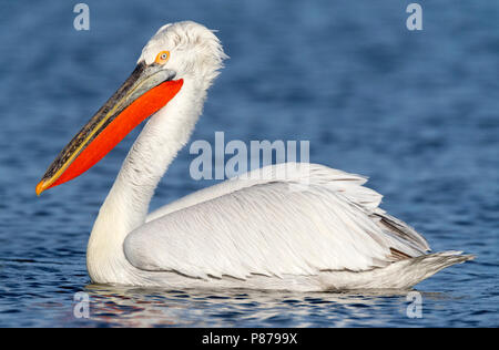 Nach Krauskopfpelikan (Pelecanus crispus) in voller Zucht Gefieder am See Kerkini, Griechenland Stockfoto