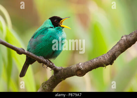 Grün (Honeycreeper Chlorophanes spiza) auf einem Ast sitzend. Stockfoto