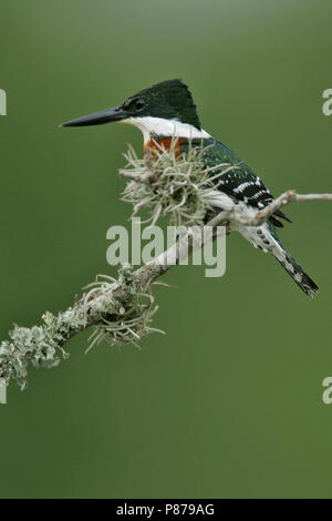 Erwachsene männliche Hidalgo Co., TX November 2004 Stockfoto