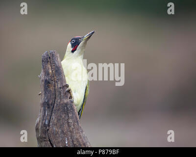 Mannetje Groene Specht op boomstronk, männlichen Grünspecht am Baumstamm Stockfoto