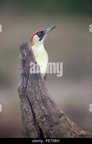 Mannetje Groene Specht op boomstronk, männlichen Grünspecht am Baumstamm Stockfoto