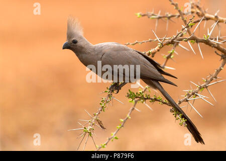 Grau-weg-Vogel in einem Baum gehockt Stockfoto