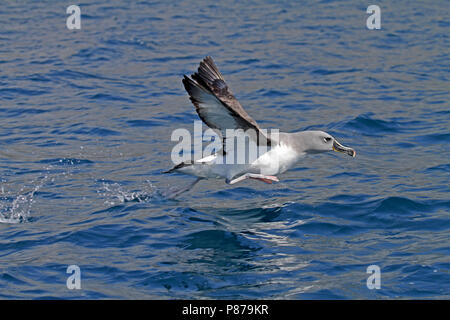 Grey-headed Albatros, Thalassarche chrysostoma Stockfoto