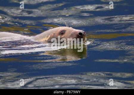 Grijze zeehond, Kegelrobbe Halichoerus grypus Stockfoto
