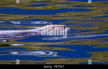 Grijze zeehond, Kegelrobbe Halichoerus grypus Stockfoto