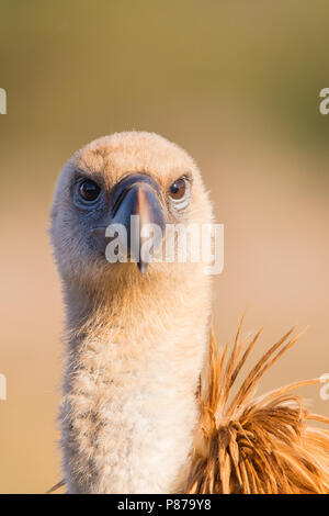 Close-up Gänsegeier, Vale Gier, Tylose in vulvus Stockfoto