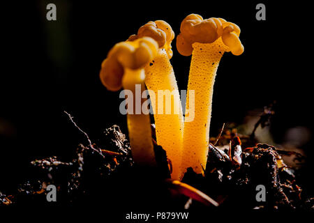 Groene glibberzwam, Jelly baby Stockfoto