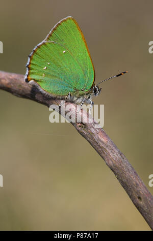 Groentje/Green Hairstreak (Callophrys Rubi) Stockfoto