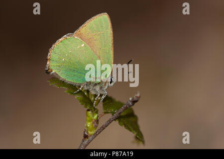 Groentje/Green Hairstreak (Callophrys Rubi) Stockfoto