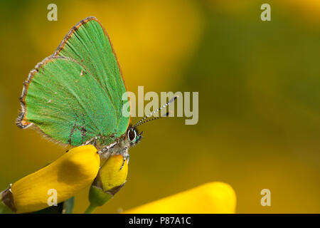 Groentje/Green Hairstreak (Callophrys Rubi) Stockfoto