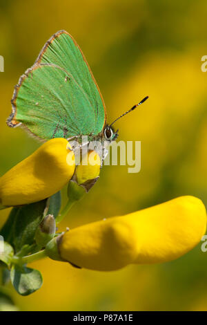 Groentje/Green Hairstreak (Callophrys Rubi) Stockfoto