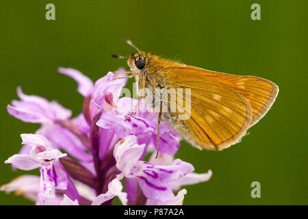 Groot dikkopje/Große Skipper (Ochlodes sylvanus) Stockfoto