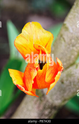 Nahaufnahme des bunten halb geschlossen tulip Blütenblatt Stockfoto