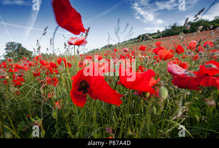 Bloeiende Grote klaproos, blühende Corn Poppy Stockfoto