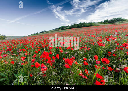 Bloeiende Grote klaproos, blühende Corn Poppy Stockfoto