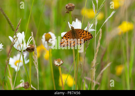 Grote parelmoervlinder/Dunkelgrün Fritillary (ceriagrion Doris) Stockfoto