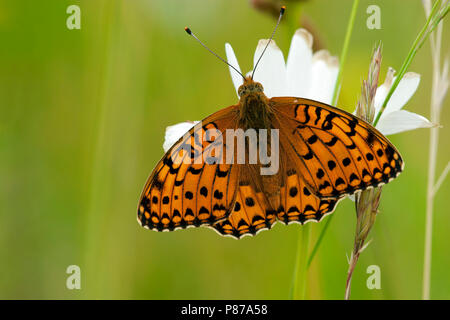 Grote parelmoervlinder/Dunkelgrün Fritillary (ceriagrion Doris) Stockfoto