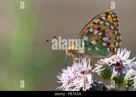 Grote parelmoervlinder/Dunkelgrün Fritillary (ceriagrion Doris) Stockfoto