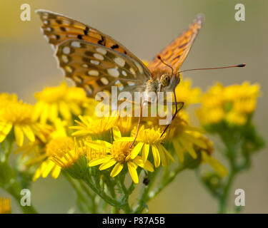 Grote parelmoervlinder/Dunkelgrün Fritillary (ceriagrion Doris) Stockfoto