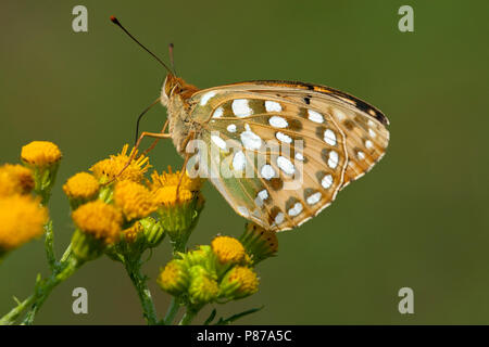 Grote parelmoervlinder/Dunkelgrün Fritillary (ceriagrion Doris) Stockfoto