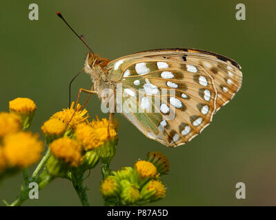 Grote parelmoervlinder/Dunkelgrün Fritillary (ceriagrion Doris) Stockfoto