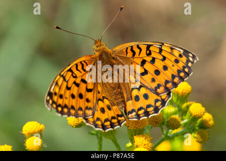 Grote parelmoervlinder/Dunkelgrün Fritillary (ceriagrion Doris) Stockfoto